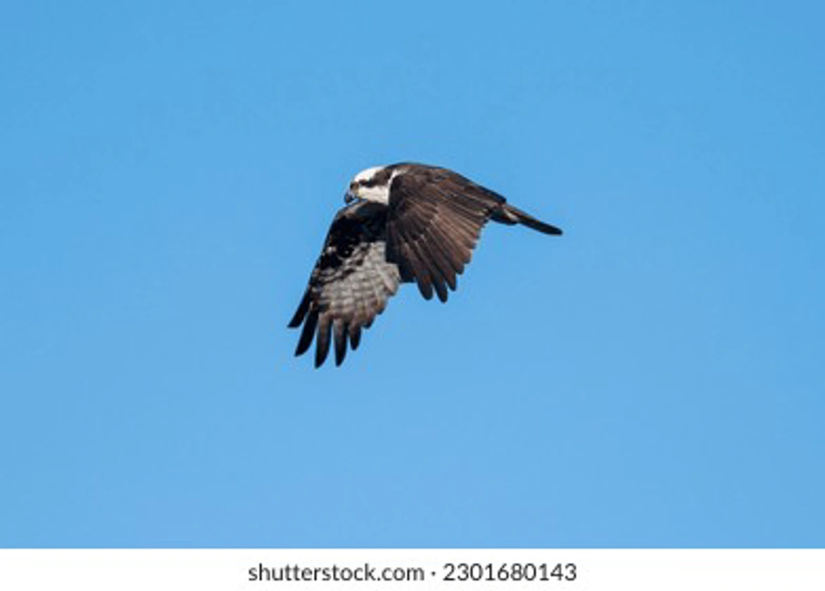 لیام منینگ در زمان هدایت بریستول سیتی